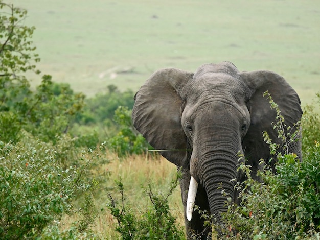 Elefante no Parque Nacional Masai Mara - Quênia