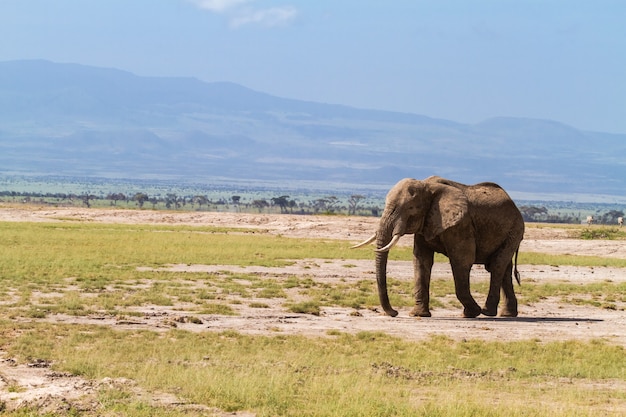 Elefante solitário na savana. Quênia