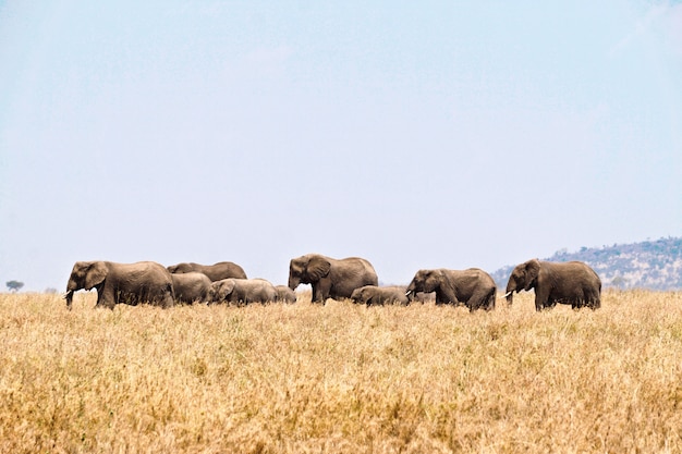 Elefantes no Parque Nacional Serengeti, Tanzânia