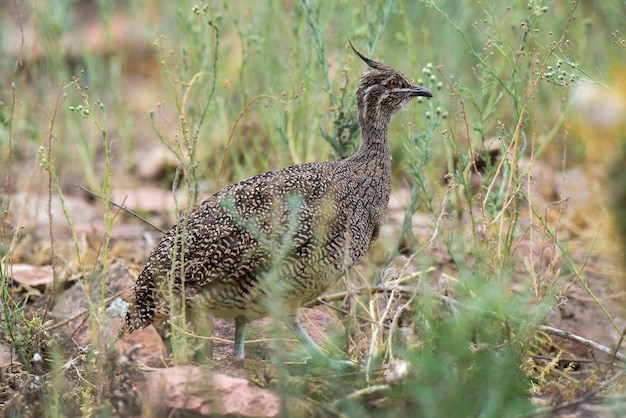 Elegante tinamou com crista Eudromia elegans Pampas ambiente de pastagem La Pampa província Patagônia Argentina