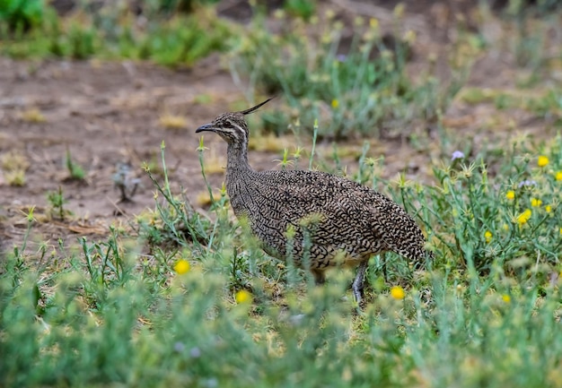 Elegante tinamou com crista Eudromia elegans Pampas ambiente de pastagem Província de La Pampa