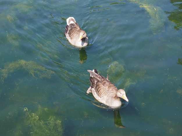 Entenvogel im Teich