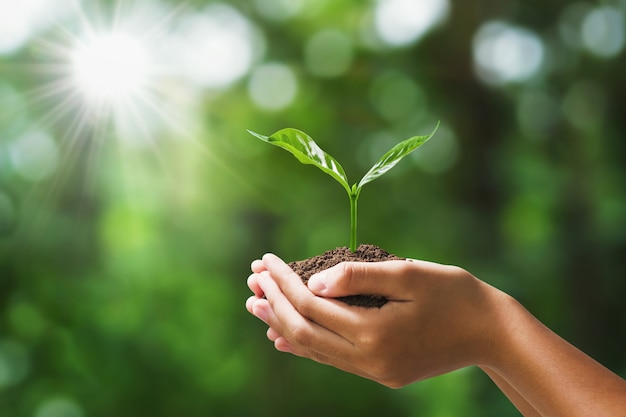 Foto entregue guardar a planta nova na natureza do verde do borrão. conceito eco terra dia