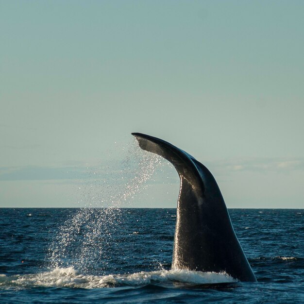 Espécie ameaçada de extinção da cauda da baleia franca Sohutern PatagôniaArgentina