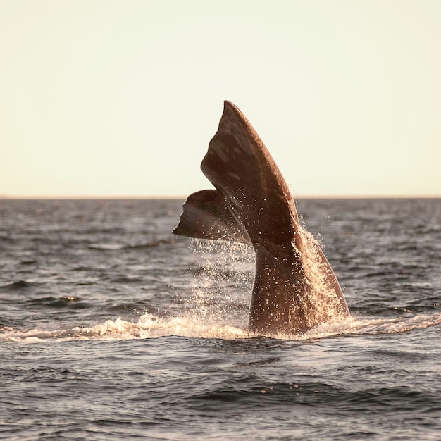 Espécie ameaçada de extinção da cauda da baleia franca Sohutern PatagôniaArgentina