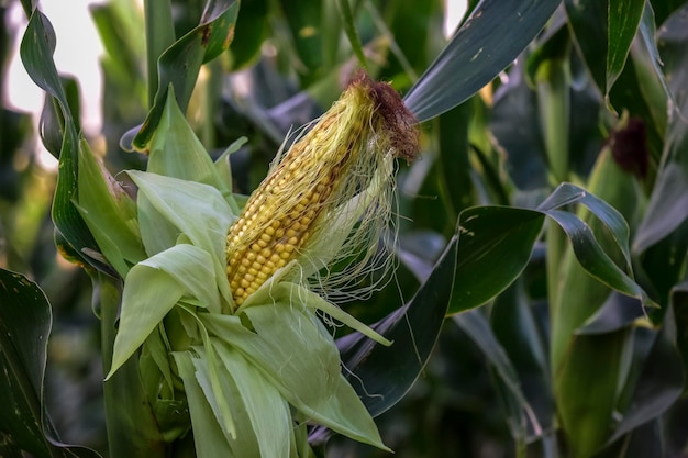 Espiga de milho crescendo na planta Província de Buenos Aires Argentina