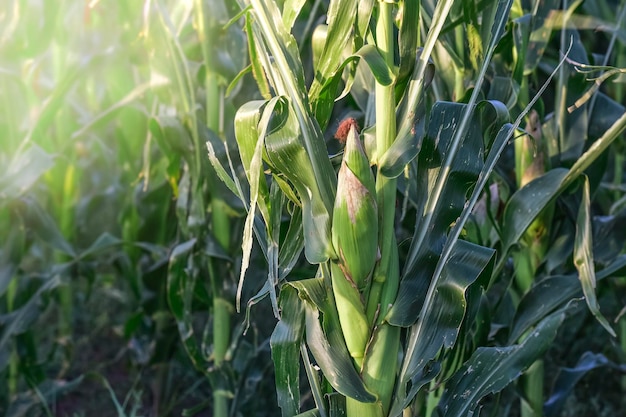 Espiga de milho crescendo na planta Província de Buenos Aires Argentina