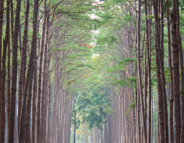 Foto estrada através do jardim da floresta de pinheiros em suan son bo kaew chiang mai tailândia