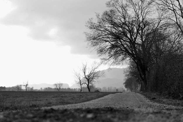 Foto estrada em meio a árvores nuas no campo contra o céu