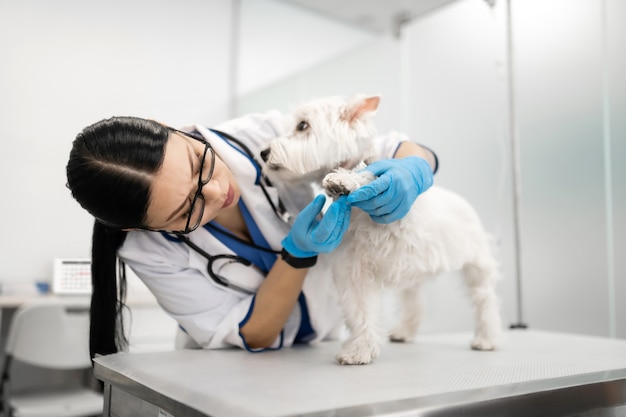 Examinando as patas. Veterinário de cabelos escuros usando luvas azuis examinando cuidadosamente as patas de um cachorro branco