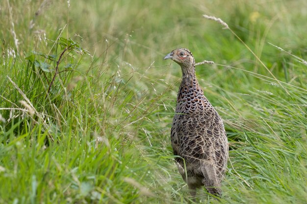 Faisão caminhando em um campo em East Grinstead