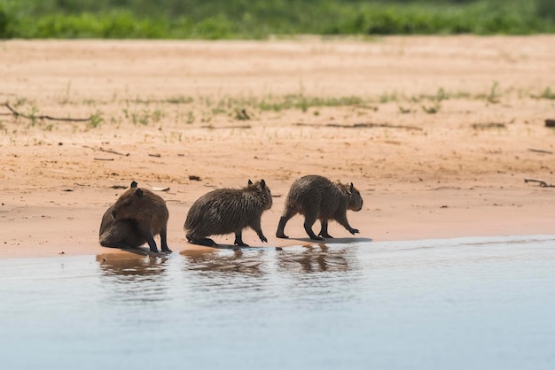 Família Carpinchos em uma praia às margens do rio Cuaiaba Panranal Mato Grosso Brasil