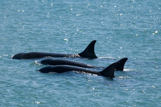 Família Orca patrulhando a costa Península valdes Patagônia Argentina