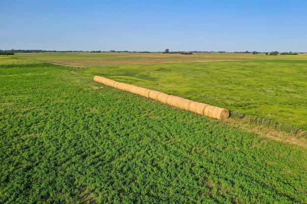 Fardo de grama na zona rural Província de Buenos Aires Argentina