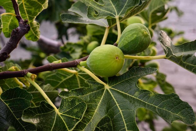 Figos na planta prontos para colher La Pampa Argentina