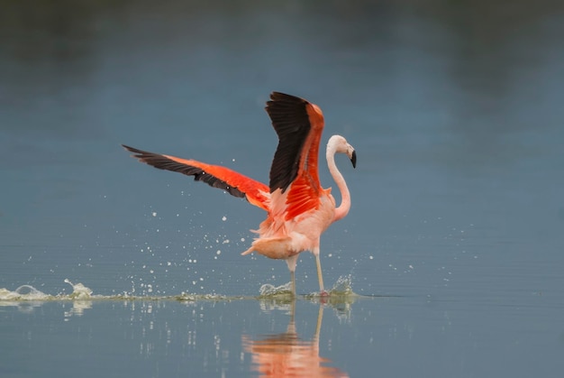 Flamingo chileno Phoenicopterus chilensis La Pampa Argentina