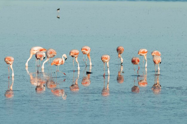 Flamingos descansam em uma lagoa salgada La Pampa ProvincePatagonia Argentina