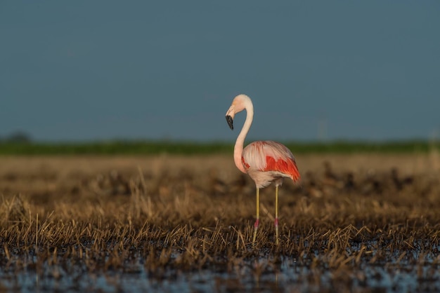 Flamingos em Pampas Laguna Meio Ambiente La Pampa Patagônia Argentina