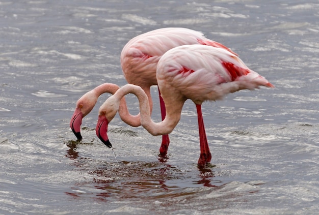 Flamingos em Walvis Bay - Namíbia