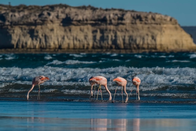 Flamingos na paisagem marinha da Patagônia, Argentina