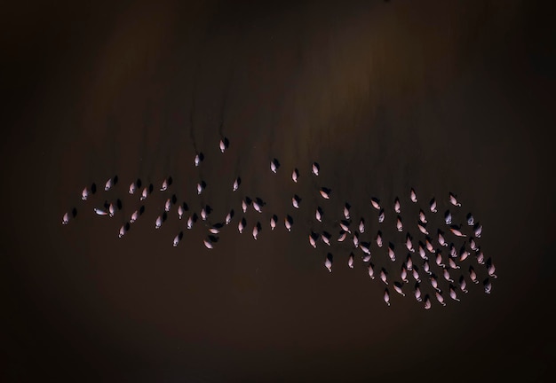 Flamingos na Patagônia Vista aéreaArgentina