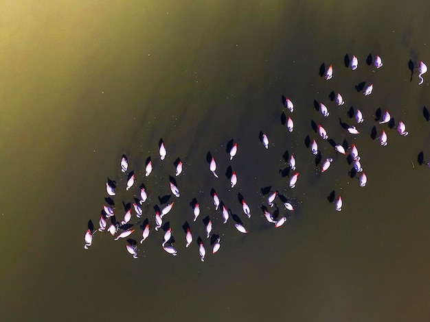 Flamingos na Patagônia Vista aéreaArgentina