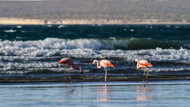 Flamingos se alimentando na maré baixaPenínsula ValdésPatagônia Argentina