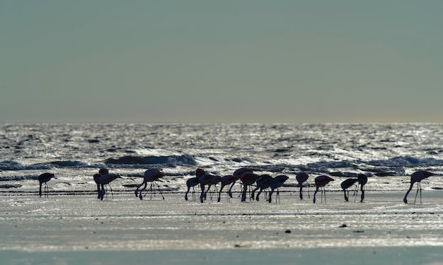 Flamingos se alimentando na maré baixaPenínsula ValdesPatagonia Argentina