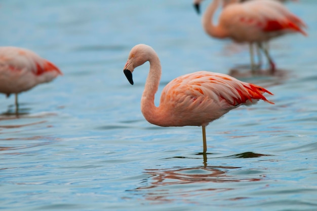 Flamingos se reúnem em uma lagoa La Pampa ProvincePatagonia Argentina