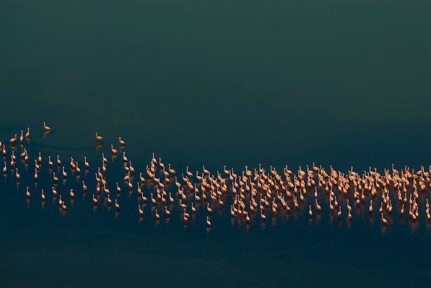 Flamingos se reúnem em uma lagoa salgada La Pampa ProvincePatagonia Argentina