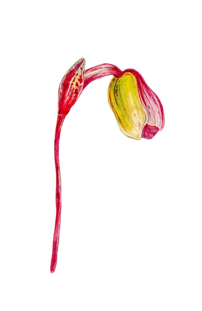 Flor de orquídea de sapatos de Vênus com folhas verdes, também conhecida como orquídeas de sapatinho de senhora, flor de mocassim Cypripedium whippoorwill sapato Ilustração de pintura em aquarela desenhada à mão isolada no fundo branco