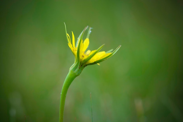 Flor selvagem na Patagônia La Pampa Argentina