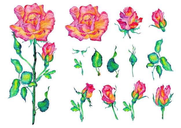 Flores cor de rosa Botões e folhas de rosas em fundo branco ilustração aquarela floral clipart