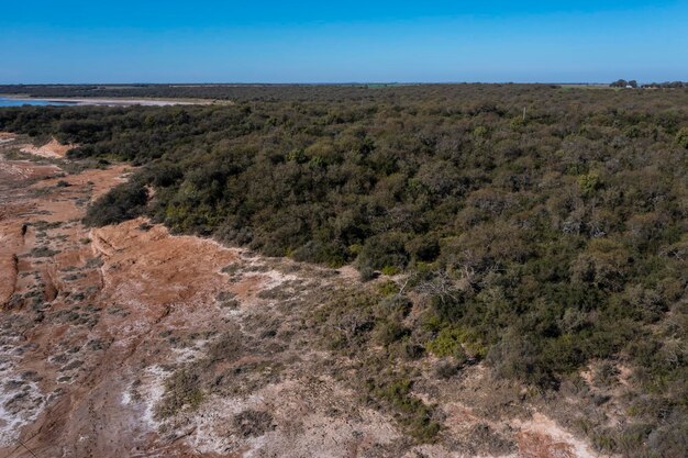 Floresta de Pampas Árvore Calden Prosopis Caldenia espécie endêmica em La Pampa Patagônia Argentina