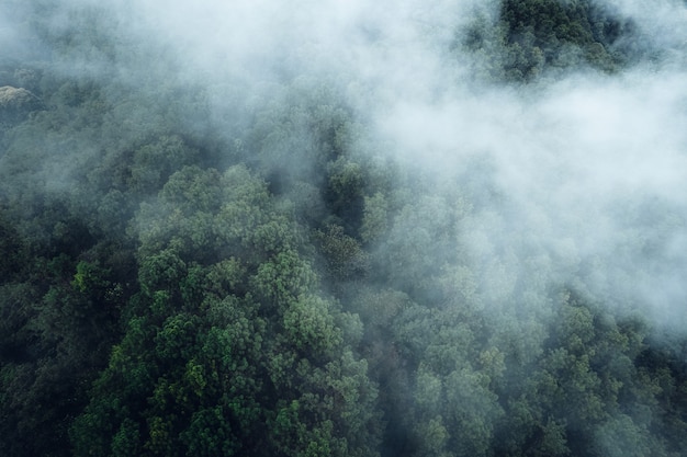 Floresta de pinheiros nas montanhas na forma da manhã acima do drone