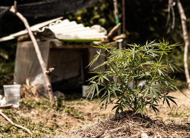 Folha de maconha na maconha de fundo bokeh para fins medicinais Planta de cânhamo CBD