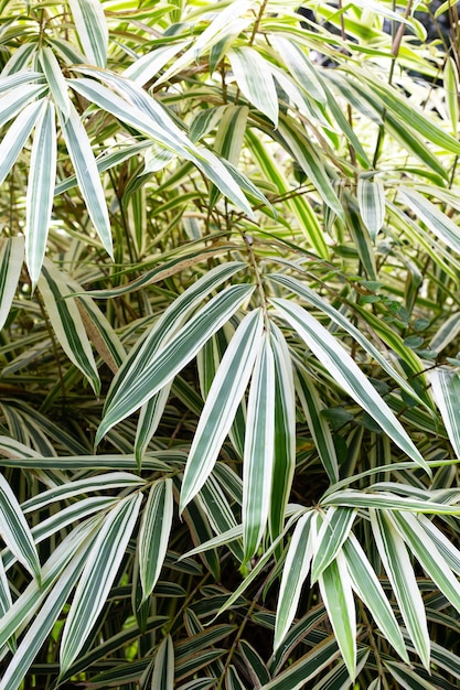 Folhas brancas e verdes de plantas variegadas de bambu