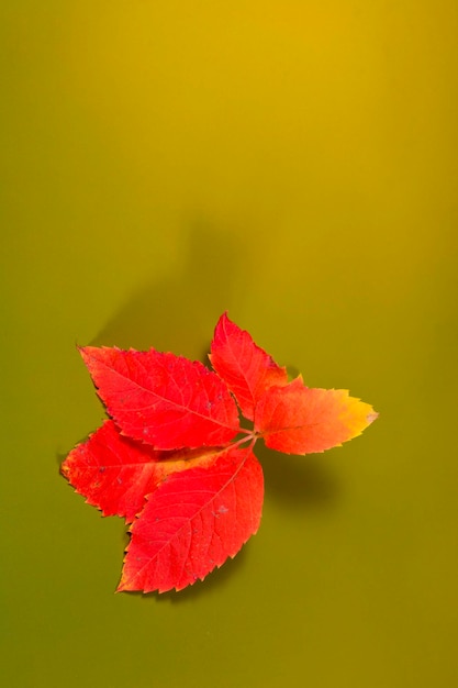 Folhas de outono no fundo verde