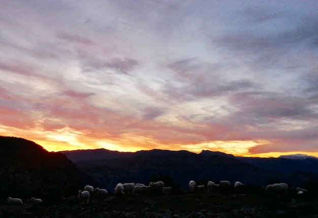 Fotografia Ovelha Pôr-do-sol na Espanha Pirinéus Catalães Vida Selvagem