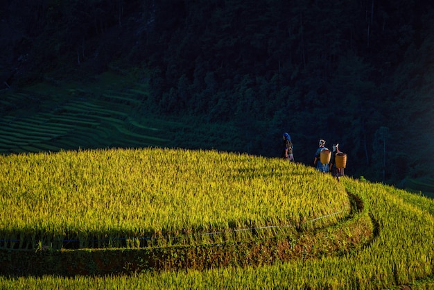 Frauen zu Fuß auf Reisfeldern terrassiert bei Sonnenuntergang in Mu Cang Chai YenBai Vietnam