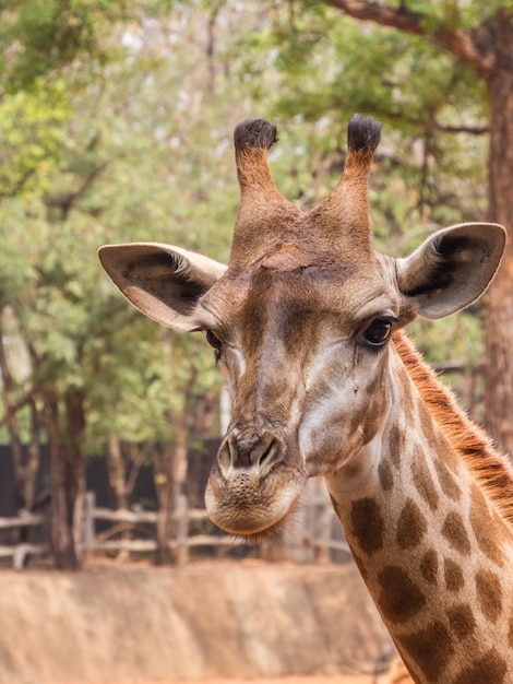 Frente de girafa