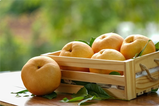 Frutas de pêra de neve na cesta de madeira Pera Nashi fresca ou fruta de pêra coreana na cesta