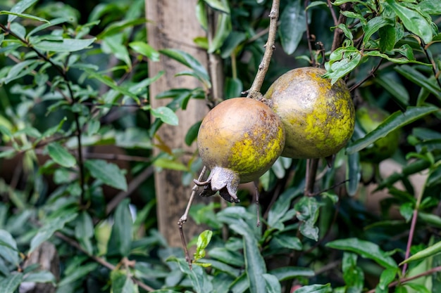 Frutas de romã rústicas insalubres penduradas em um galho no jardim fecham com espaço de cópia