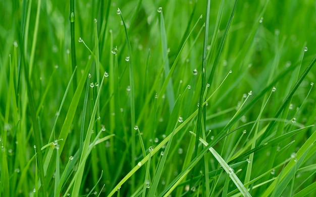 Fundo de grama com gotas de água com profundidade de campo muito rasa em alta resolução