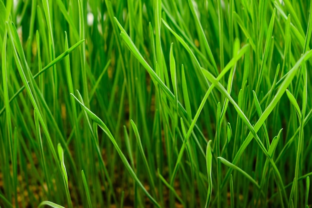 Fundo verde de grama recém-crescida, micro verde de trigo.