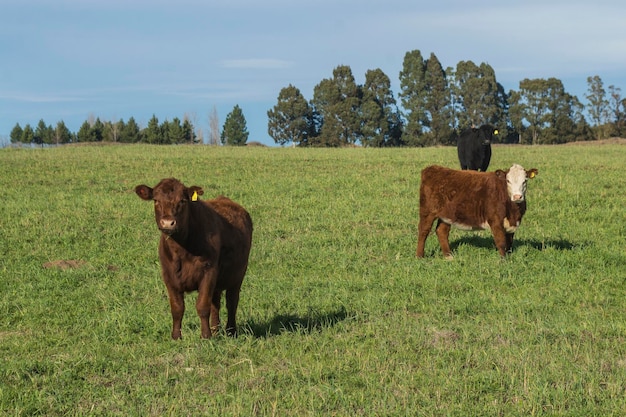 Gado Animais pastando no campo na planície dos Pampas Argentina