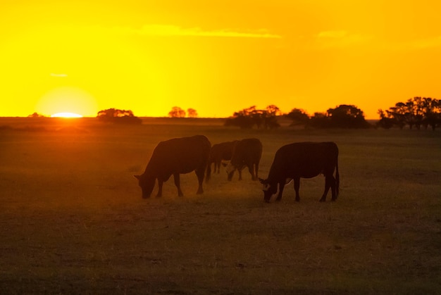 Gado na paisagem campestre de Pampas, província de La Pampa, Patagônia, Argentina