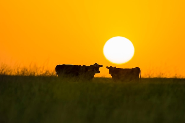 Gado na paisagem campestre de Pampas, província de La Pampa, Patagônia, Argentina