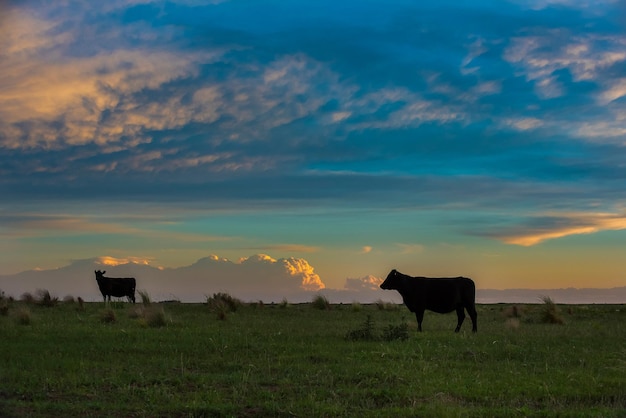 Gado na paisagem do campo de Pampas, La Pampa Argentina