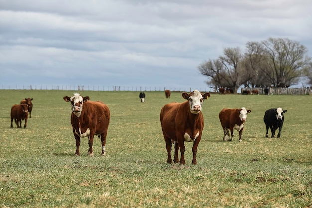 Gado na zona rural de pampas La Pampa Argentina